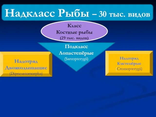 Надкласс Рыбы – 30 тыс. видов Класс Костные рыбы (29 тыс. видов)