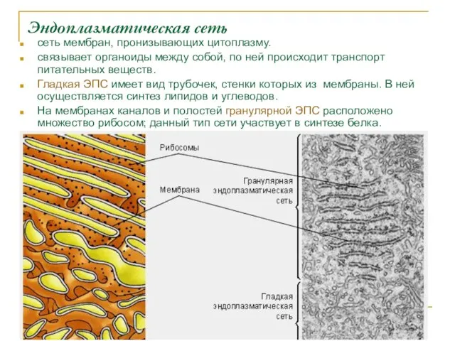 Эндоплазматическая сеть сеть мембран, пронизывающих цитоплазму. связывает органоиды между собой, по ней