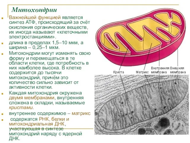 Митохондрии Важнейшей функцией является синтез АТФ, происходящий за счёт окисления органических веществ,