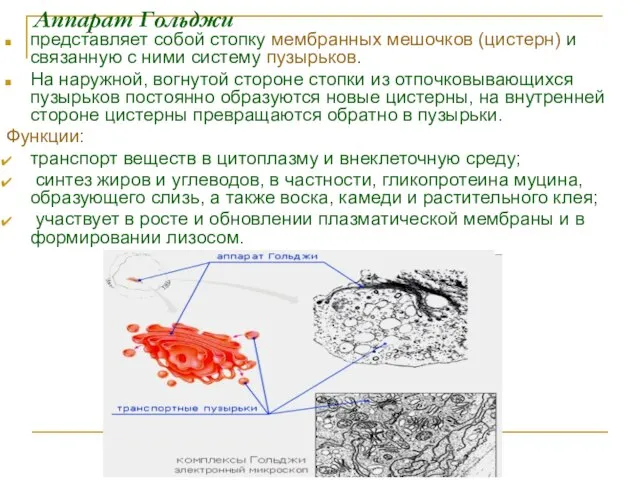 Аппарат Гольджи представляет собой стопку мембранных мешочков (цистерн) и связанную с ними