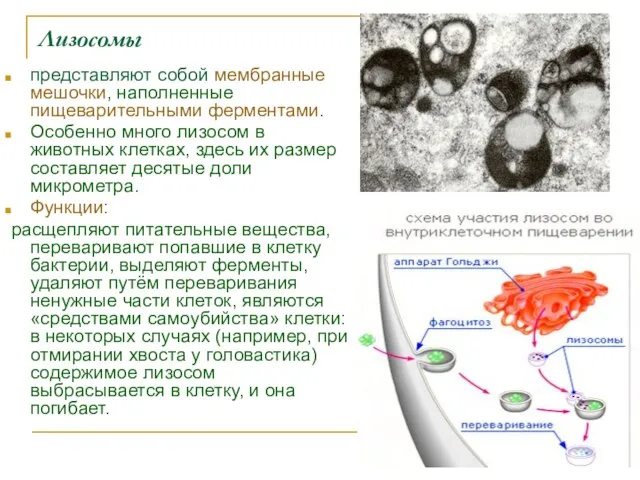 Лизосомы представляют собой мембранные мешочки, наполненные пищеварительными ферментами. Особенно много лизосом в