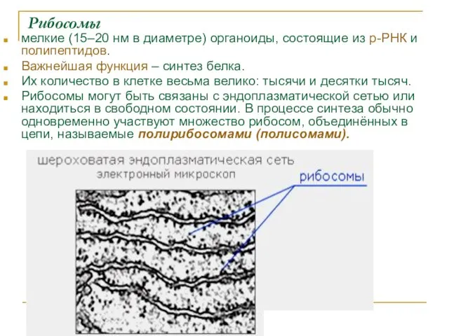 Рибосомы мелкие (15–20 нм в диаметре) органоиды, состоящие из р-РНК и полипептидов.