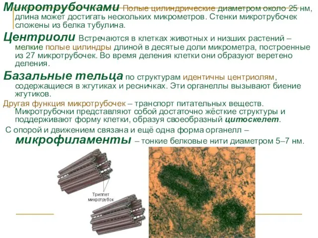 Микротрубочками Полые цилиндрические диаметром около 25 нм, длина может достигать нескольких микрометров.