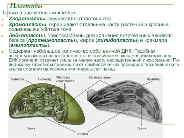 Пластиды Только в растительных клетках. Хлоропласты, осуществляют фотосинтез. Хромопласты, окрашивают отдельные части