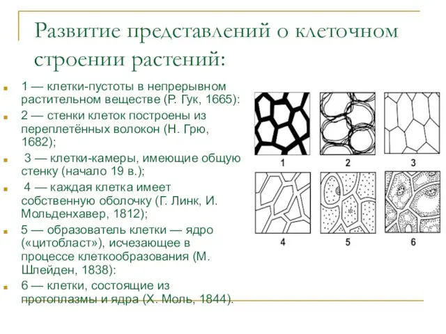 Развитие представлений о клеточном строении растений: 1 — клетки-пустоты в непрерывном растительном