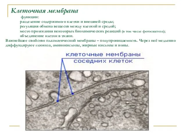 Клеточная мембрана функции: разделение содержимого клетки и внешней среды; регуляция обмена веществ