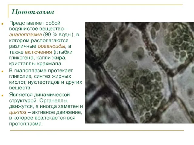 Цитоплазма Представляет собой водянистое вещество – гиалоплазма (90 % воды), в котором