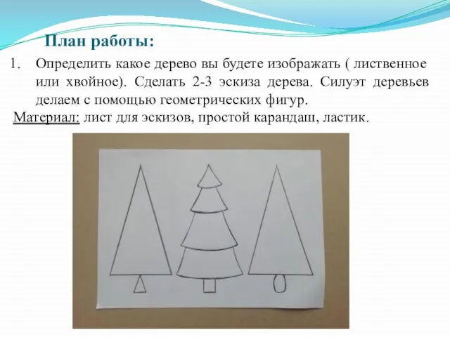 План работы: Определить какое дерево вы будете изображать ( лиственное или хвойное).