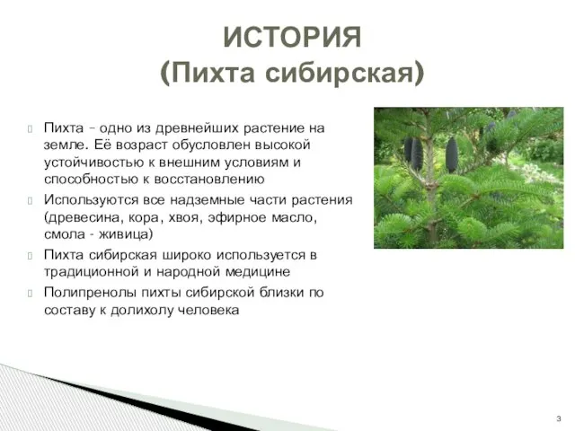 Пихта – одно из древнейших растение на земле. Её возраст обусловлен высокой