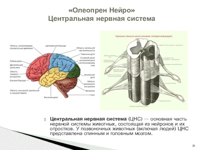 Центральная нервная система (ЦНС) — основная часть нервной системы животных, состоящая из