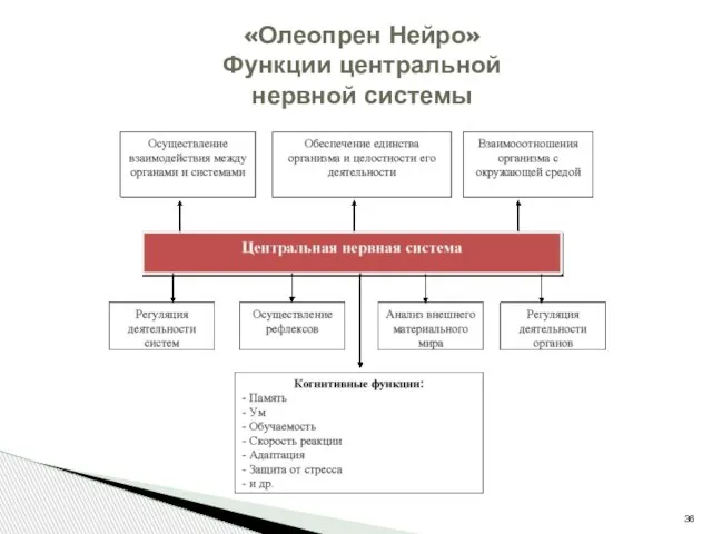 «Олеопрен Нейро» Функции центральной нервной системы