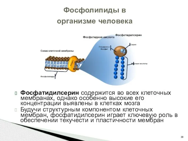 Фосфатидилсерин содержится во всех клеточных мембранах, однако особенно высокие его концентрации выявлены