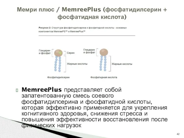 MemreePlus представляет собой запатентованную смесь соевого фосфатидилсерина и фосфатидной кислоты, которая эффективно