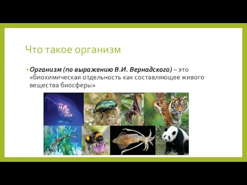 Что такое организм Организм (по выражению В.И. Вернадского) – это «биохимическая отдельность