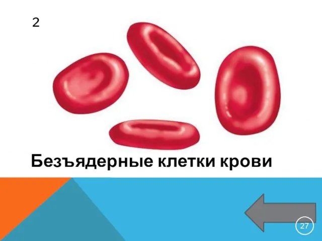 2 Безъядерные клетки крови