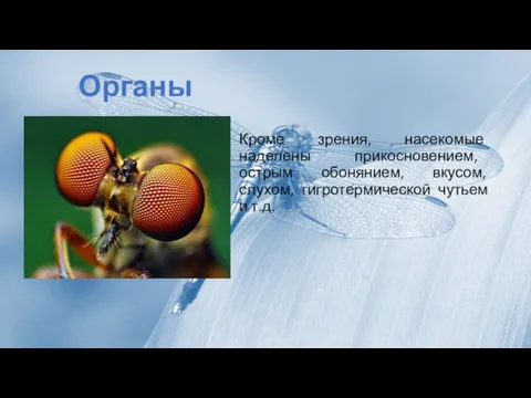 Кроме зрения, насекомые наделены прикосновением, острым обонянием, вкусом, слухом, гигротермической чутьем и т.д. Органы чувств