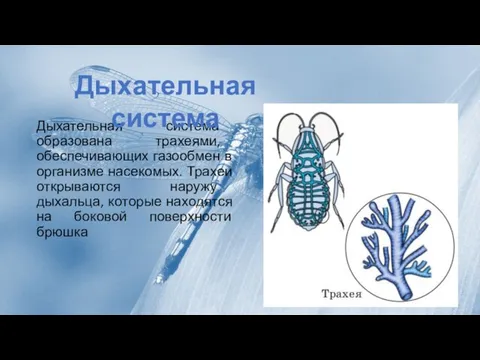 Дыхательная система образована трахеями, обеспечивающих газообмен в организме насекомых. Трахеи открываются наружу