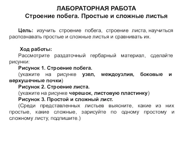 ЛАБОРАТОРНАЯ РАБОТА Строение побега. Простые и сложные листья Цель: изучить строение побега,