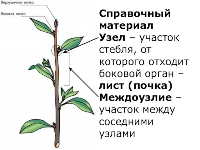 Справочный материал Узел – участок стебля, от которого отходит боковой орган –