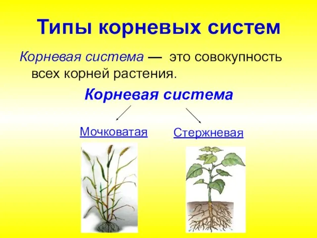Типы корневых систем Корневая система — это совокупность всех корней растения. Корневая система Стержневая Мочковатая