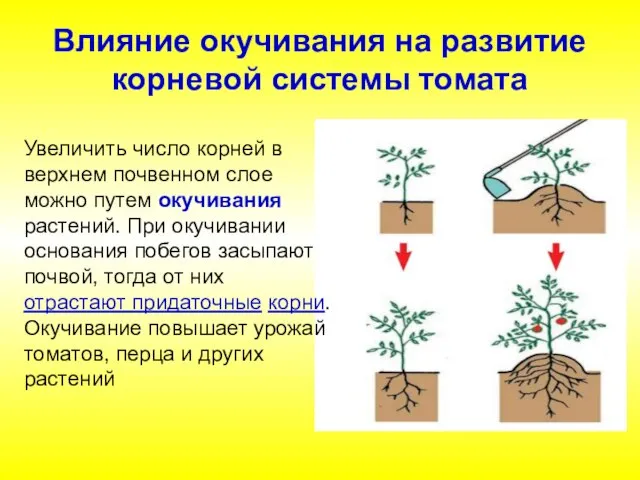 Влияние окучивания на развитие корневой системы томата Увеличить число корней в верхнем