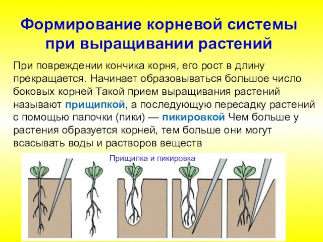 Формирование корневой системы при выращивании растений Прищипка и пикировка При повреждении кончика