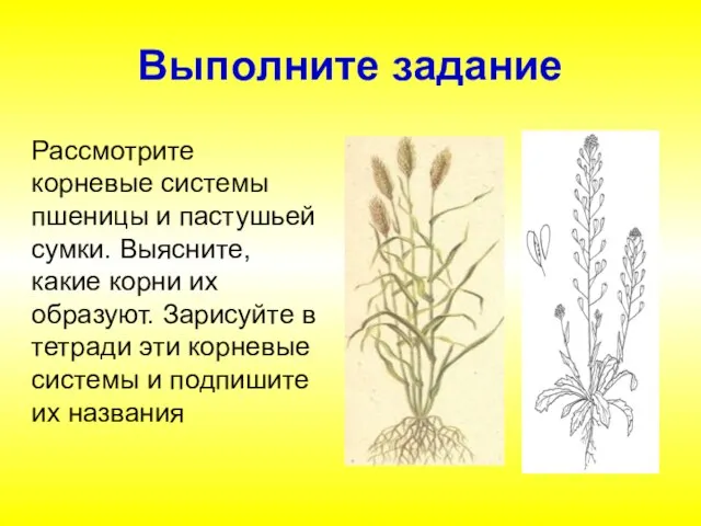 Выполните задание Рассмотрите корневые системы пшеницы и пастушьей сумки. Выясните, какие корни