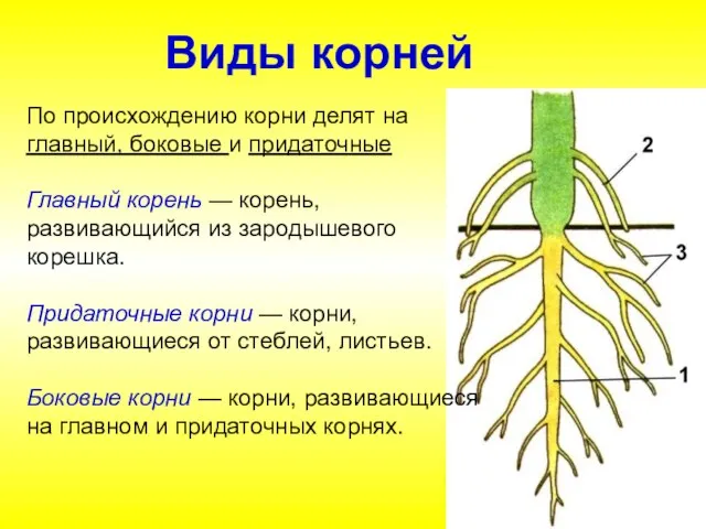 По происхождению корни делят на главный, боковые и придаточные Главный корень —