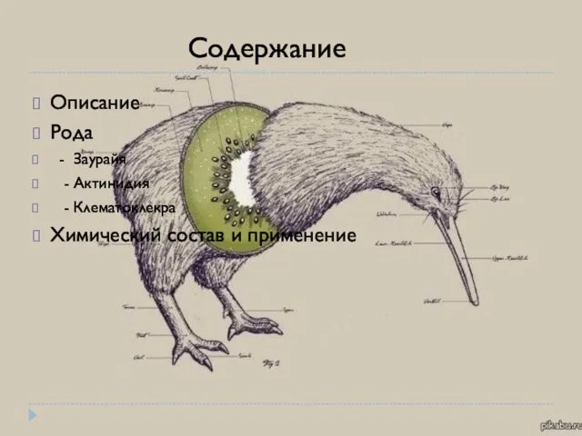 Описание Рода - Заурайя - Актинидия - Клематоклекра Химический состав и применение Содержание