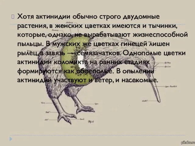 Хотя актинидии обычно строго двудомные растения, в женских цветках имеются и тычинки,