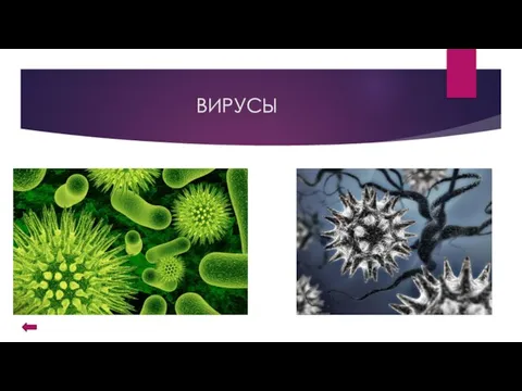 ВИРУСЫ