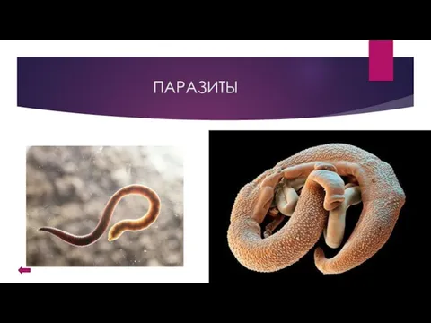 ПАРАЗИТЫ