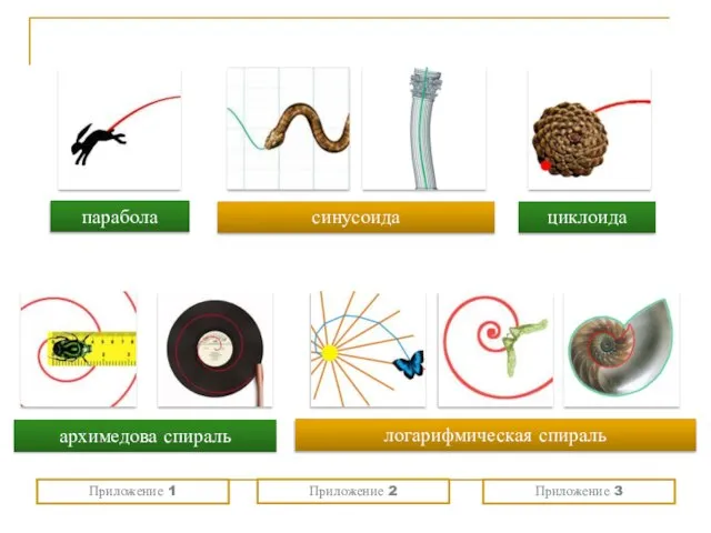 парабола синусоида циклоида архимедова спираль логарифмическая спираль Приложение 1 Приложение 2 Приложение 3