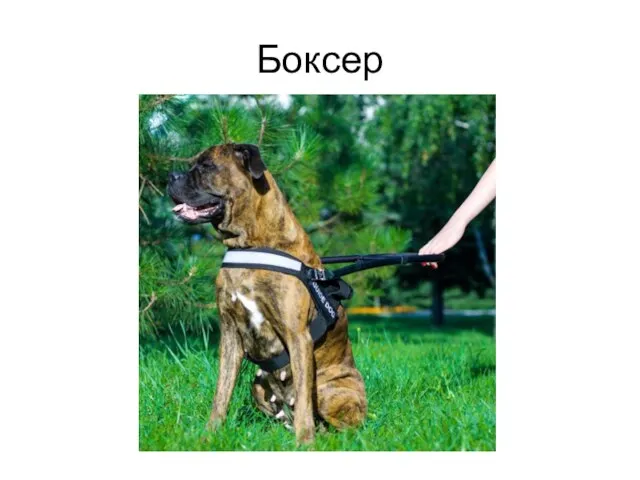 Боксер