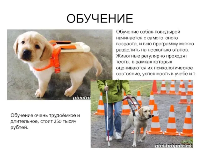 ОБУЧЕНИЕ Обучение очень трудоёмкое и длительное, стоит 250 тысяч рублей. Обучение собак-поводырей