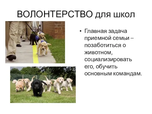 ВОЛОНТЕРСТВО для школ Главная задача приемной семьи – позаботиться о животном, социализировать его, обучить основным командам.