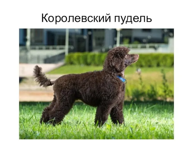 Королевский пудель