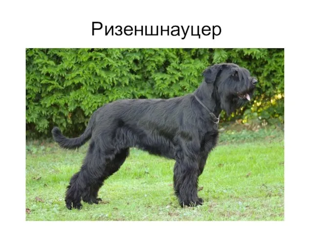 Ризеншнауцер