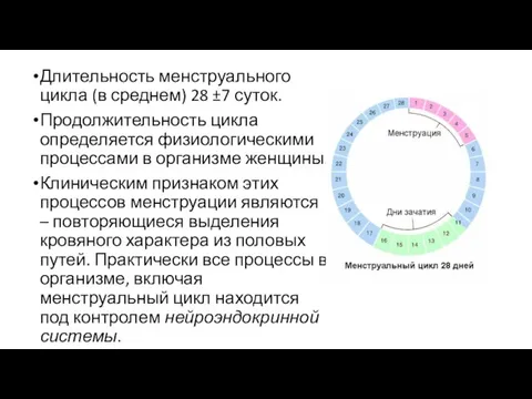 Длительность менструального цикла (в среднем) 28 ±7 суток. Продолжительность цикла определяется физиологическими