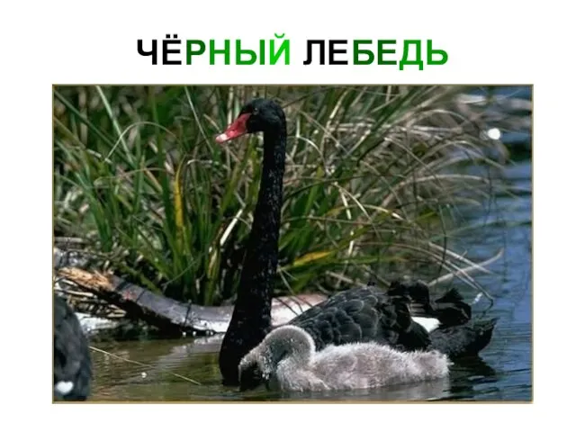 ЧЁРНЫЙ ЛЕБЕДЬ