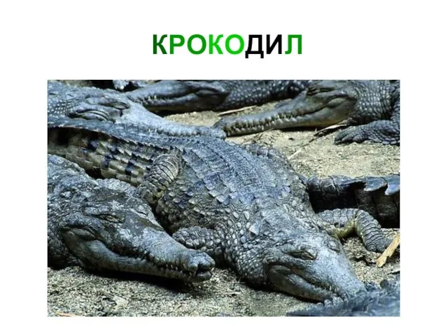 КРОКОДИЛ