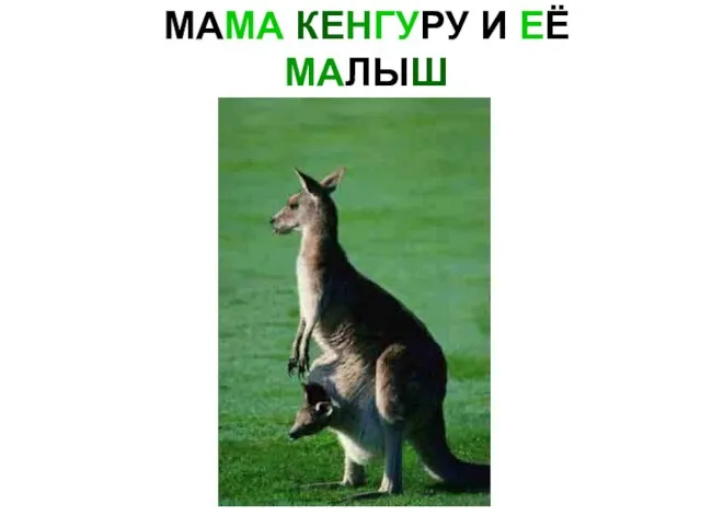 МАМА КЕНГУРУ И ЕЁ МАЛЫШ