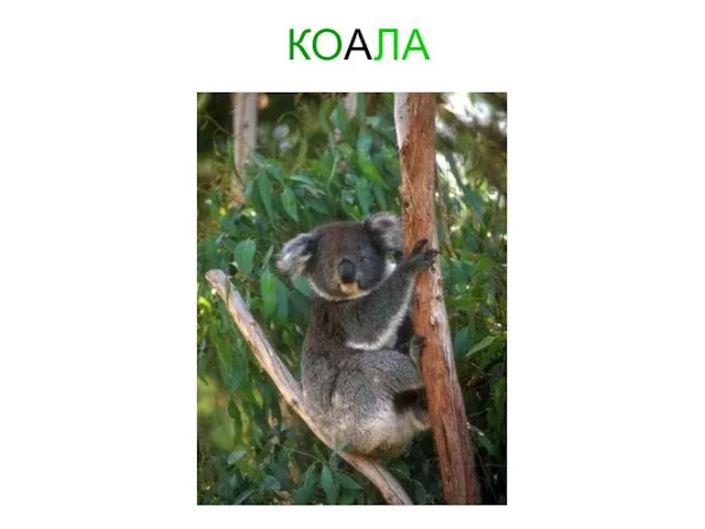 КОАЛА