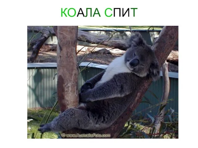 КОАЛА СПИТ