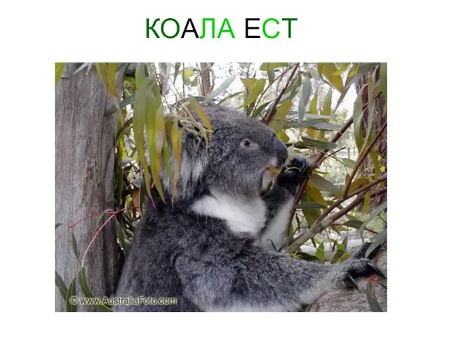 КОАЛА ЕСТ