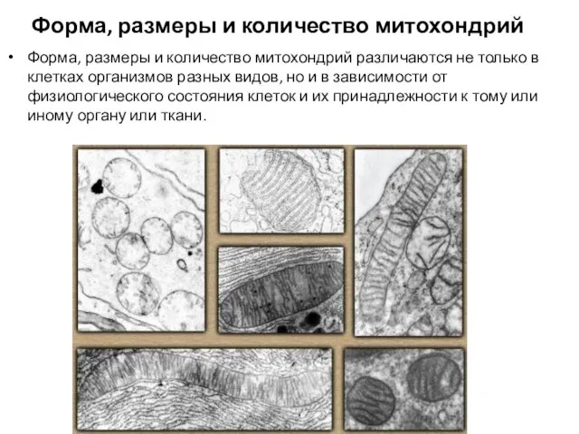 Форма, размеры и количество митохондрий Форма, размеры и количество митохондрий различаются не