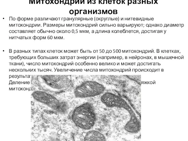 Митохондрии из клеток разных организмов По форме различают гранулярные (округлые) и нитевидные