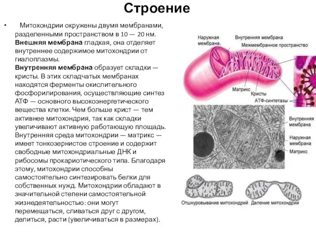 Строение Митохондрии окружены двумя мембранами, разделенными пространством в 10 — 20 нм.