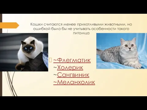 Кошки считаются менее прихотливыми животными, но ошибкой было бы не учитывать особенности