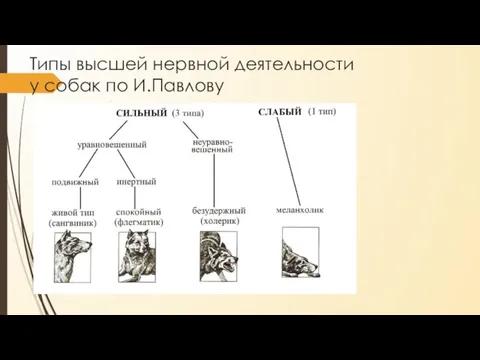 Типы высшей нервной деятельности у собак по И.Павлову